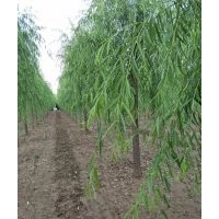 10公分垂柳價格（苗圃基地）