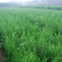 營養(yǎng)缽側柏苗 白皮松苗