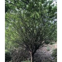 供精品雞爪槭紅楓海棠紅葉石楠櫻花紅梅無患子