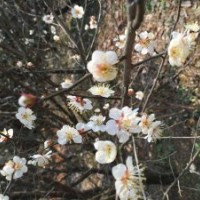 江梅 梅花供應