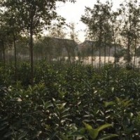 供應法國冬青/青珊瑚