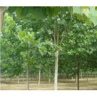 大量供應(yīng)10公分精品法桐價格