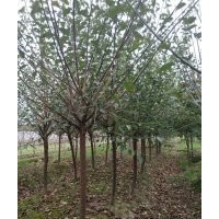 供應(yīng)大規(guī)格紅梅及紅梅梅樁5到25公分