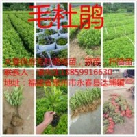 福建千萬毛杜鵑芽苗基地1毛，泉州毛杜鵑地苗價(jià)格，福建毛杜鵑杯
