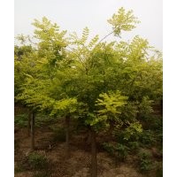 出售金葉槐