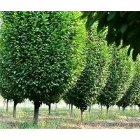 地徑6公分歐洲鵝耳櫪青島國創(chuàng)園林歐洲鵝耳櫪