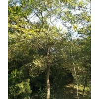 南京樸樹(shù)種植基地樸樹(shù)價(jià)格最新動(dòng)態(tài)