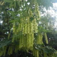 常年批發(fā)供應(yīng)楓楊樹價格優(yōu)惠6-18公分