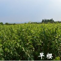 小苗系列——早櫻小苗