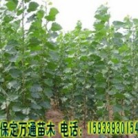 刺槐 刺槐基地 刺槐小苗 平頭刺槐