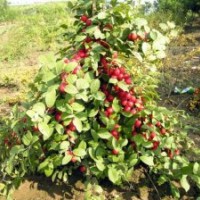 鈣果6號鈣果7號山西農(nóng)大鈣果苗（鈣果8號）