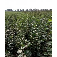 出售黑龍江小黑楊樹苗