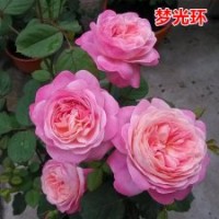 大量供應(yīng)月季花苗夢(mèng)光環(huán)