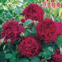 大量供應(yīng)月季花苗莎士比亞2000