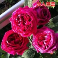 大量供應(yīng)月季花苗雙人芭蕾