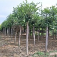 圓冠榆_圓冠榆價格_圓冠榆圖片