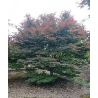 供小葉雞爪槭骨里紅紅梅日本早櫻日本晚櫻原生羽毛楓青梅紫薇