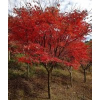 供應(yīng)8——15公分中國紅楓