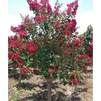 出售美國紅火箭紫薇樹