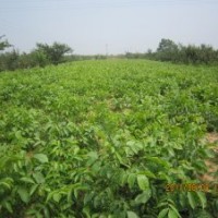 蘋果苗 核桃苗 櫻桃苗 棗樹苗