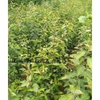 1年生杜梨苗低價出售=1年生杜梨苗價格