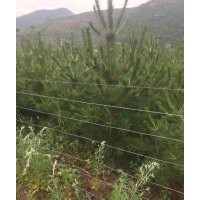 專供各種規(guī)格樟子松、油松