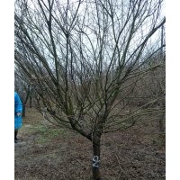 供應(yīng)精品雞爪槭紅楓海棠桂花紅梅櫻花紅葉石楠無患子
