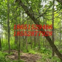 5公分水杉 6公分水杉樹