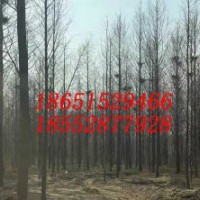 7公分水杉 8公分水杉樹