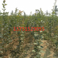 江蘇流蘇苗低價(jià)供應(yīng) 流蘇苗苗圃直供
