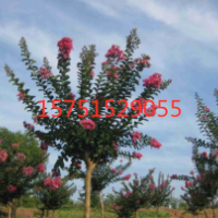 江蘇百日紅低價(jià)批發(fā)