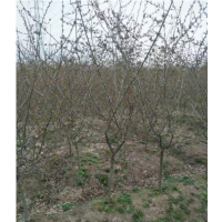 垂絲海棠地徑五公分多少錢一顆？垂絲海棠哪里便宜？