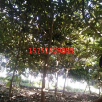 枇杷樹(shù)低價(jià)供應(yīng) 2019枇杷樹(shù)價(jià)格