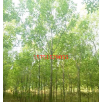 哪里有白蠟貨源？ 低價(jià)供應(yīng)苗圃直銷(xiāo)白蠟