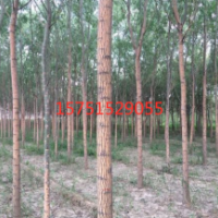 哪里有旱柳貨源大量供應(yīng)