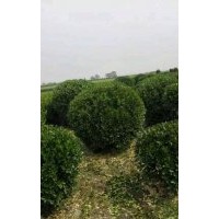 供應(yīng)大葉黃楊