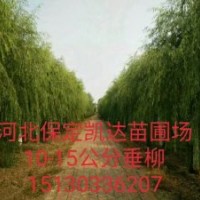 河北保定凱達嫁接垂柳什么價格嫁接垂柳圖片