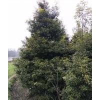 10公分小葉楨楠批發(fā)基地價格