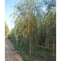黃金柳樹苗