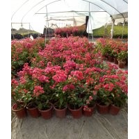 三角梅 自家苗場(chǎng) 現(xiàn)貨批發(fā)