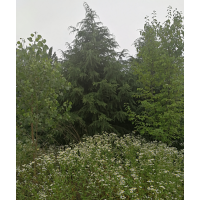 長期供應油松 雪松