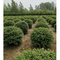 「水蠟球」基地直銷