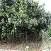 白玉蘭價(jià)格