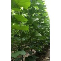 河南周口楸樹梓樹萬畝基地