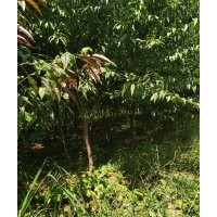 本基地有紅葉碧桃20000顆，河南貨源