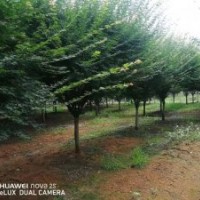 協(xié)燦苗木供應染井吉野櫻羽毛楓紅梅雞爪槭櫸樹紅楓叢生紫薇八月桂