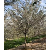 嵊州協(xié)燦苗木供應紅櫸樹雞爪槭羽毛楓櫻花紅梅紅楓垂絲海棠