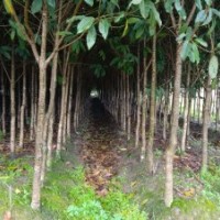 供應(yīng)朱砂桂