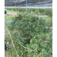 供應(yīng)80-180冠海桐球袋苗假植苗