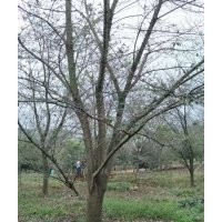 協(xié)燦苗木供羽毛楓染井吉野櫻丹桂金桂雞爪槭紅楓垂絲海棠無患子櫸